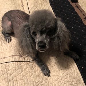 Meet your Posher, Tricia